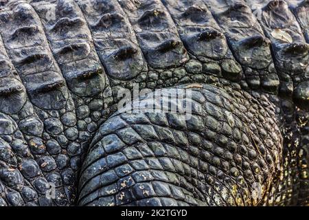 Crocodile close up Stock Photo