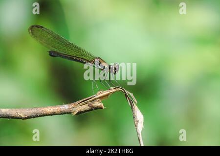 Green dragonfly On the branches in the natural forest Stock Photo