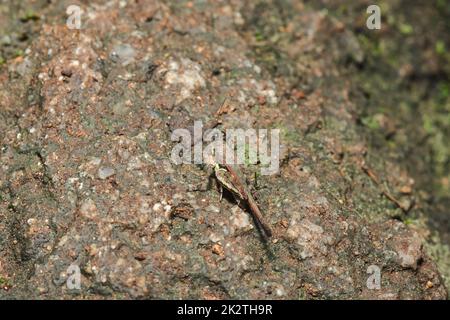 Grasshopper on the ground, in harmony with nature Stock Photo