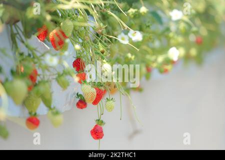 Strawberry image Stock Photo