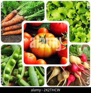 Collage of vegetables - products of vegetable garden. Healthy eating consept. Gardening background Stock Photo