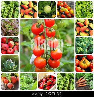 Collage of vegetables - products of vegetable garden. Healthy eating consept. Gardening background Stock Photo