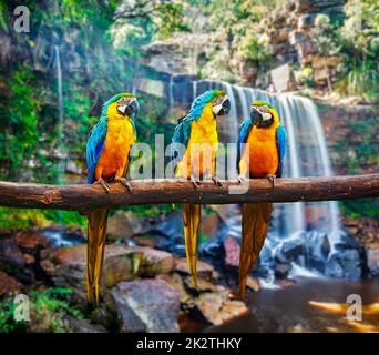 Blue-and-Yellow Macaw Ara ararauna Stock Photo