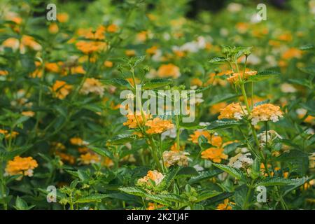 Lantana camara is an outdoor flowering plant that has many years of age like sunshine. Stock Photo