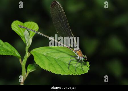 Green dragonfly On the leaves in the natural forest Stock Photo