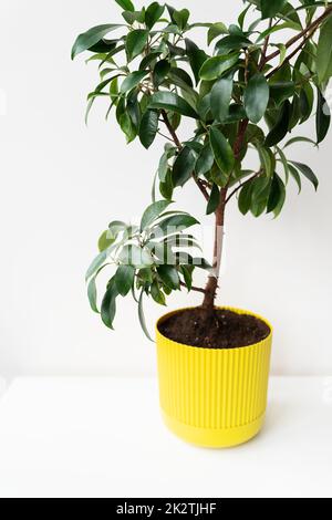 Houseplant Ficus Benjamina in a bright yellow pot on a white table. Home plants. Stock Photo