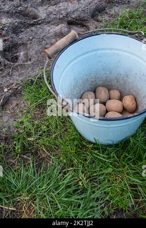 Planting potato tubers in the ground. Early spring preparation for the garden season. Potatoes for cutting in a bucket. Stock Photo