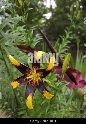 Black and Yellow Lily with Blooming Dragon Arum in background Stock Photo