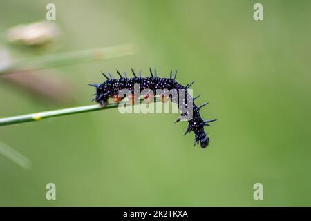 Big black caterpillar with white dots, black tentacles and orange feet is the beautiful large larva of the peacock butterfly eating leafs and grass before mutation into a butterfly via metamorphosis Stock Photo