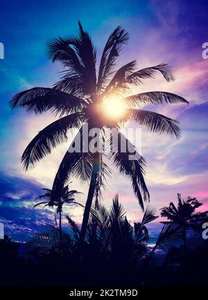 Palm on sunset Stock Photo