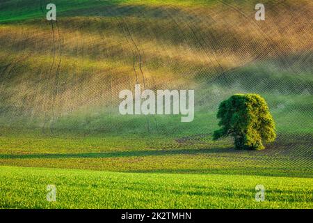 Lonely tree in olling fields Stock Photo