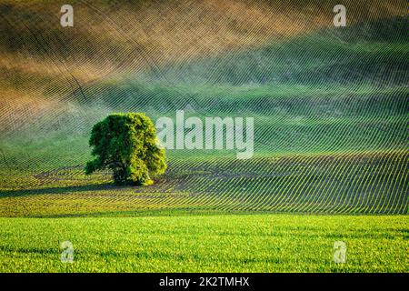 Lonely tree in ploughed field Stock Photo