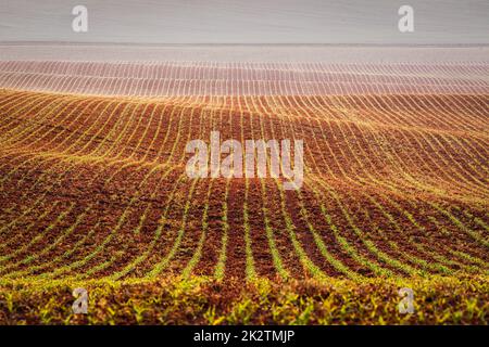 Rolling fields of Moravia Stock Photo - Alamy