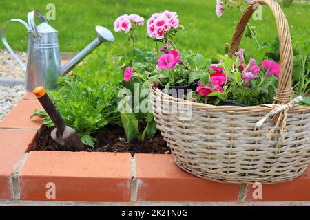 Garden Flowers, Plants and Tools in a modern garden. Spring Gardening Works Concept Stock Photo