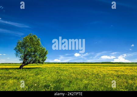 Green field scenery lanscape with single tree Stock Photo