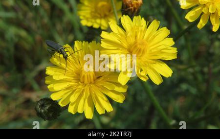 Smooth hawksbeard, Crepis capillaris, yellow flower Stock Photo