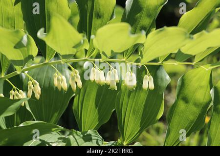 Branch of a blooming Solomon's seal in spring garden Stock Photo