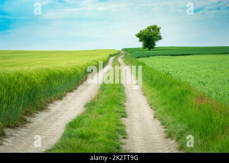 A long dirt road through a field and a lonely tree Stock Photo