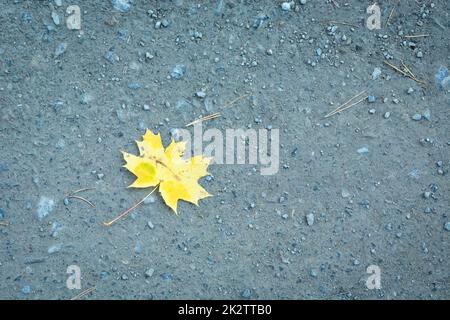 Yellow maple leaf lying on the ground Stock Photo