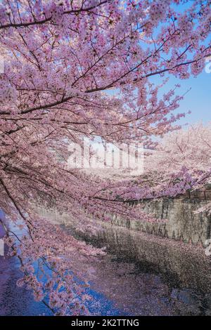 Meguro River and full bloom cherry blossoms Stock Photo