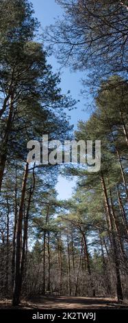 Tall pine trees against the blue spring sky Stock Photo
