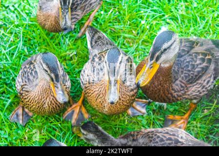 Male female mallard ducks on green grass natural background Germany. Stock Photo