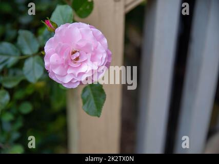 Single big pink damask rose on bush by rustic wooden steps Stock Photo