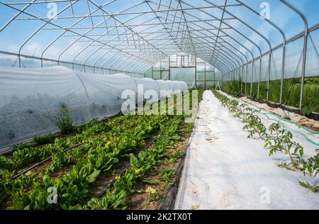 Vegetable greenhouse interior with rows of plants and crop covers Stock Photo