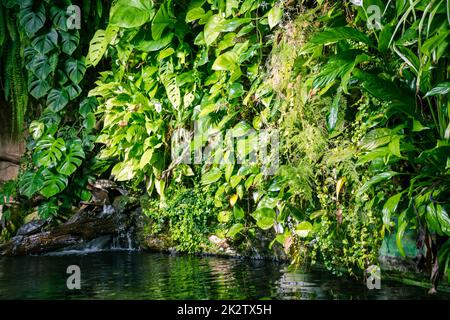 tropical pond and turtle in a rainforest mangrove Stock Photo