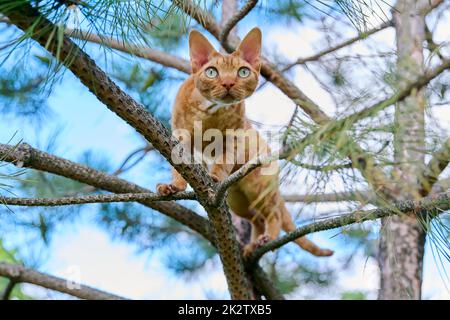 Serious ginger cat Devon rex on a tree attentively watching hunts Stock Photo