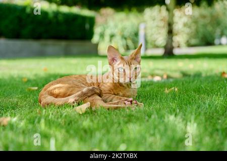 Red Devon Rex cat lying on the green grass Stock Photo