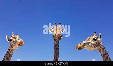 Three giraffes with blue sky as background color. Giraffe, head and face against a blue sky without clouds with copy space. Giraffa camelopardalis. Funny giraffe portrait. Stock Photo