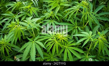 Cannabis mature plant field Stock Photo