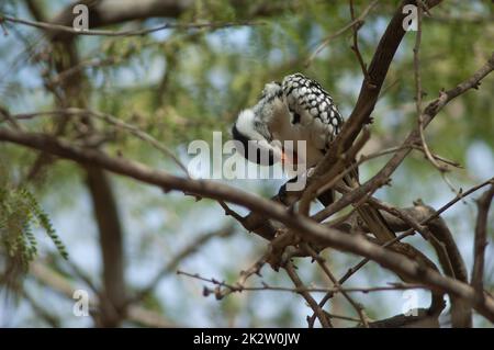 Northern red-billed hornbill Tockus erythrorhynchus kempi preening. Stock Photo