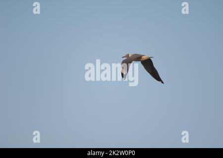Grey-headed gull Chroicocephalus cirrocephalus poliocephalus in flight. Stock Photo
