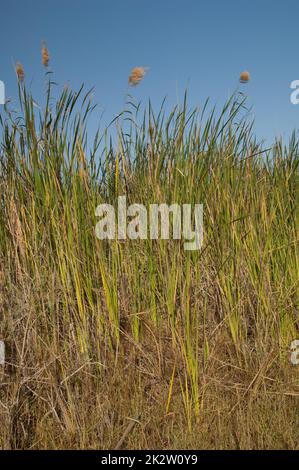 Broadleaf cattails Typha latifolia and common reeds Phragmites australis. Stock Photo