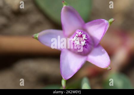 Flower in the Oiseaux du Djoudj National Park. Stock Photo