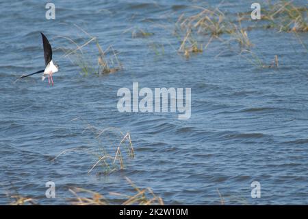 Black-winged stilt in flight over a lagoon. Stock Photo