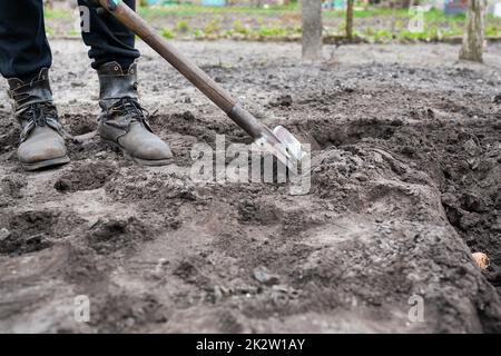 Planting potato tubers in the ground. Early spring preparation for the garden season. A man with a shovel is digging a garden. Stock Photo