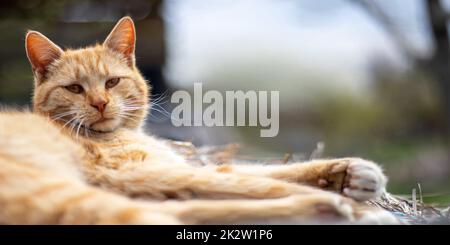 Close-up of a red domestic cat resting peacefully in the hay on a warm summer day. Funny orange tabby cat is basking in the sun. Cute pet under the spring sun on dry grass. Banner with copy space. Stock Photo