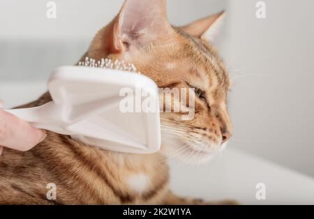Grooming brushing red bengal cat with a special brush for grooming pets care concept. Close-up. Stock Photo