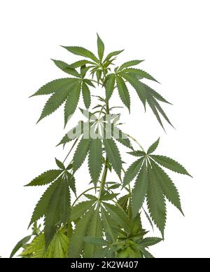 Marijuana plant isolated on white background Stock Photo