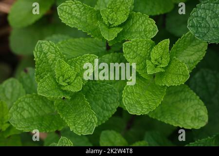 Close up fresh green mint leaves growing on herb garden bed in open ground, elevated top view, directly above Stock Photo