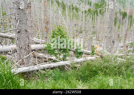between dead spruces at the Brocken near Ilsenburg in the national park Harz a new natural forest develops Stock Photo