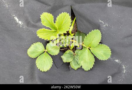 Strawberries in the spring garden. Organic strawberries with green leaves growing in the field. Strawberry bush on the plantation. Top view, flat lay. Stock Photo