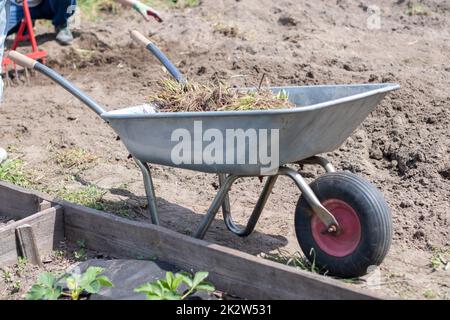 Garden wheelbarrow filled with earth or compost at the farm. Seasonal garden cleaning before autumn. On the street. Garden metal unicycle wheelbarrow full of weeds and branches. Stock Photo