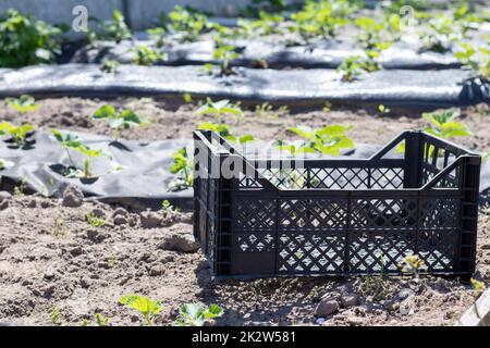 Plastic empty black boxes stacked together for plants or harvest. On a sunny day in early spring. Gardening concept. Household crop collection and storage boxes standing in the backyard. Stock Photo