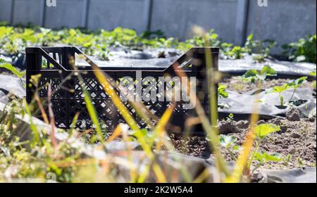 Plastic empty black boxes stacked together for plants or harvest. On a sunny day in early spring. Gardening concept. Household crop collection and storage boxes standing in the backyard. Stock Photo