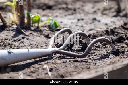 Planting flowers in the garden. A metal small rake with a wooden handle for gardening lies on the ground in a vegetable garden or orchard with stuck clods of soil. Stock Photo