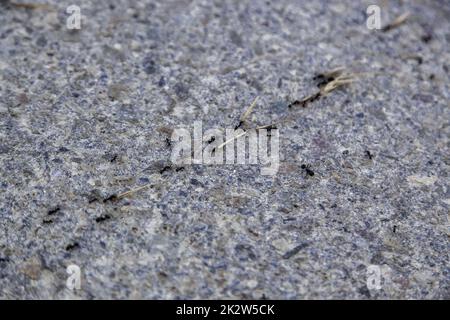 Ants on the asphalt Stock Photo